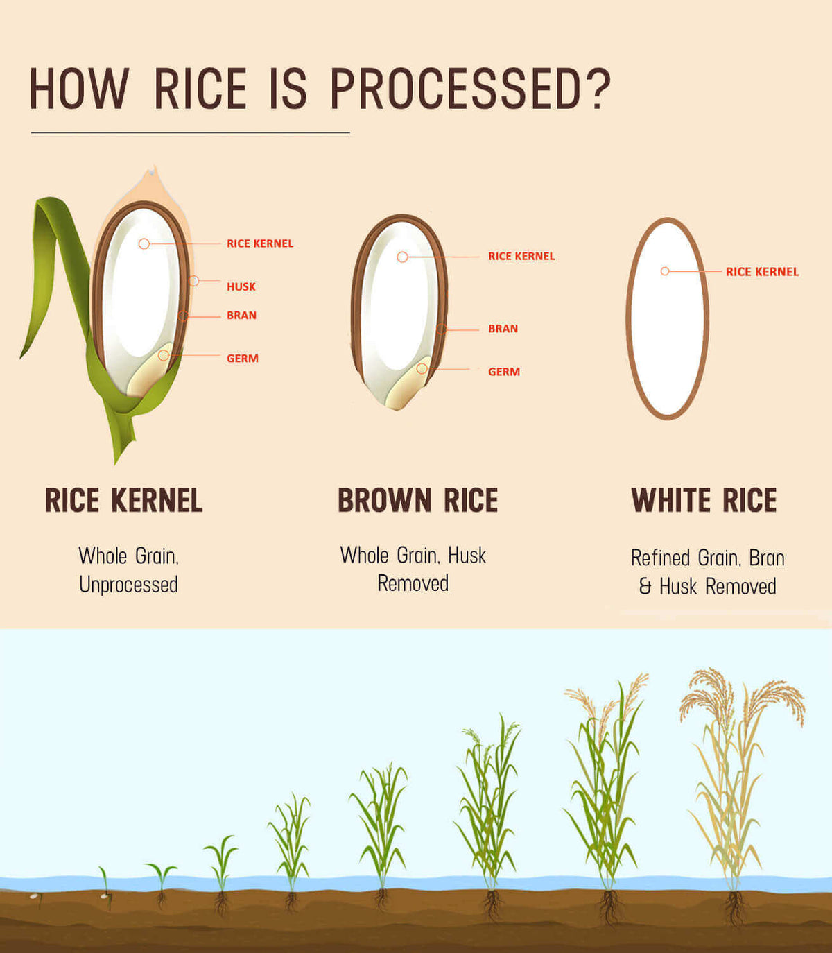 Barley Rice Raw